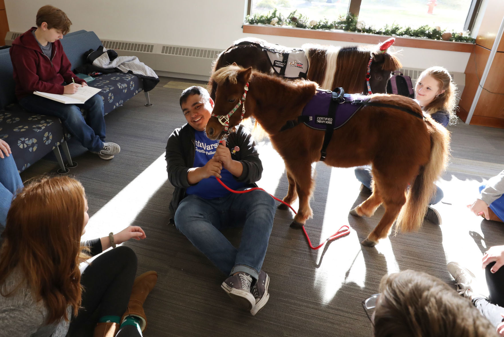 mini therapy horses 25 12.12.18.jpg